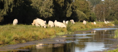 Kühe in Neu Wulmstorf